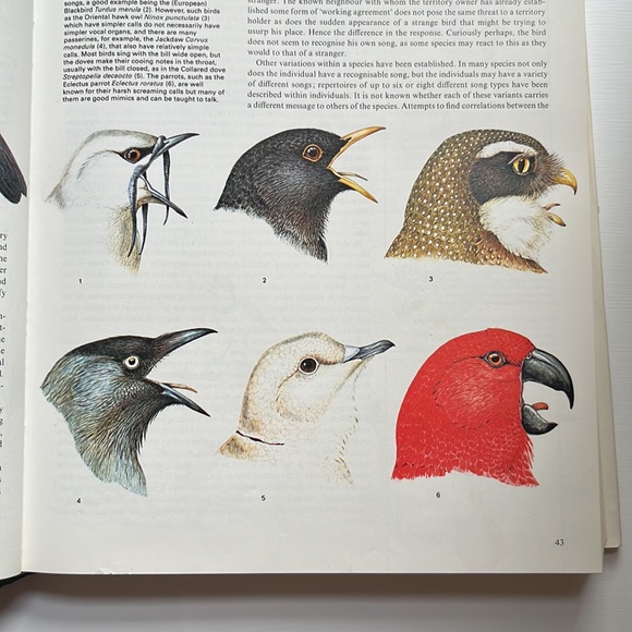 The Ultimate Bird Book - Picture 4 of 8